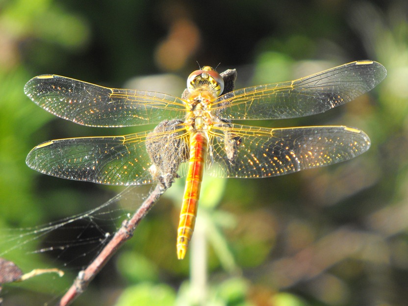 Sympetrum da determinare