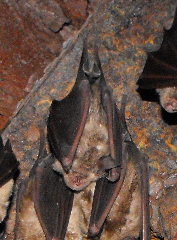 Pipistrelli (Rhinolophus sp.) in gruppo