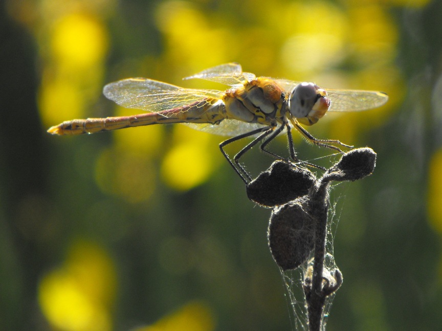 Sympetrum da determinare