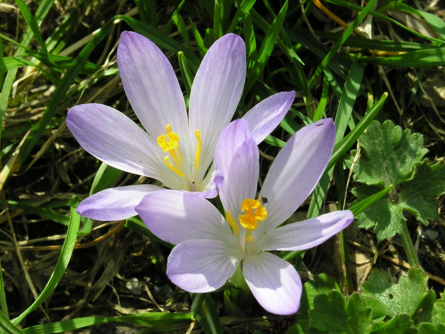 Crocus neglectus