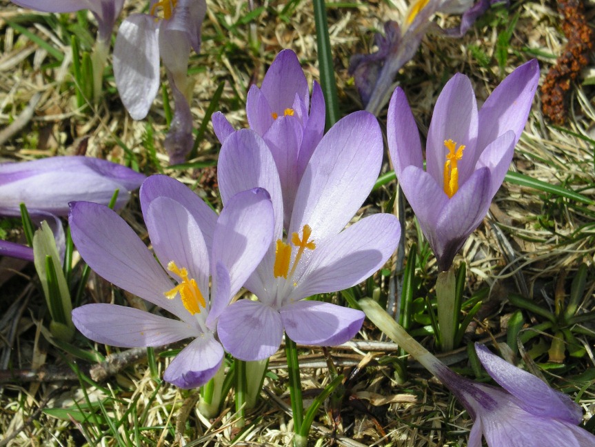 Crocus neglectus Peruzzi & Carta