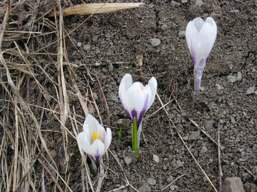 Crocus vernus