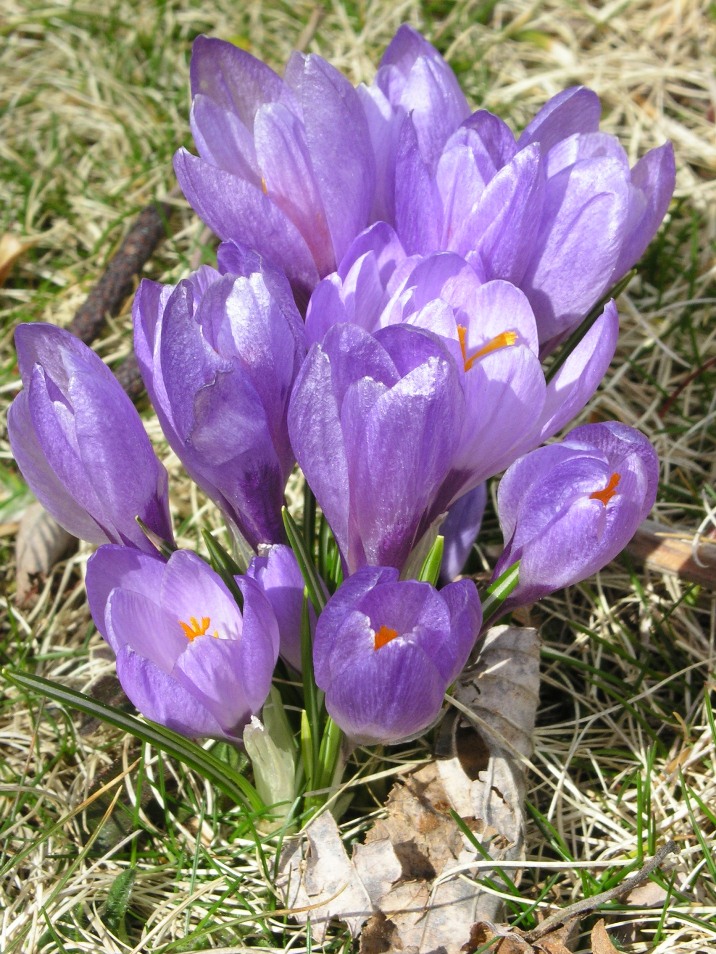 Crocus neglectus