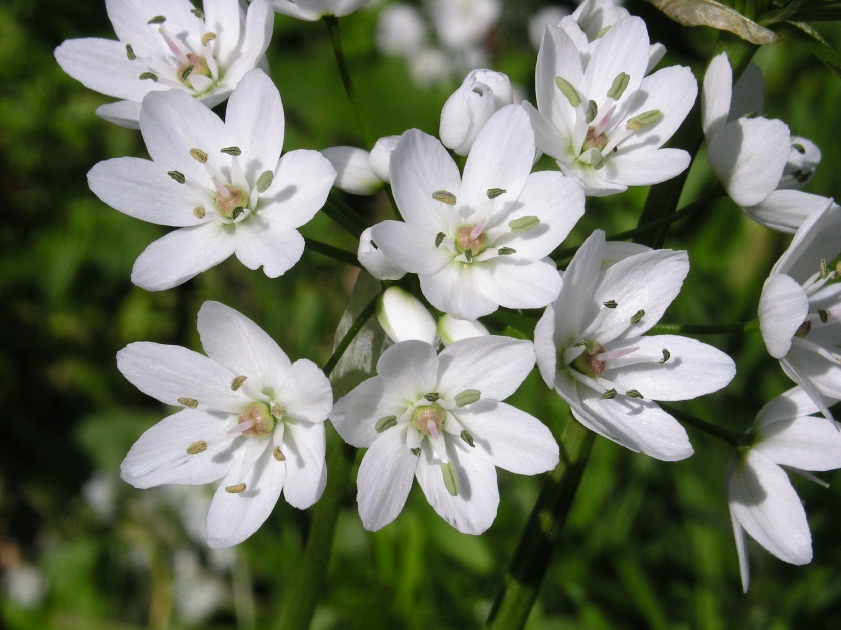 Allium neapolitanum / Aglio napoletano