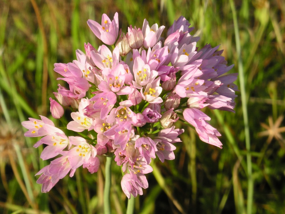 Allium roseum L.