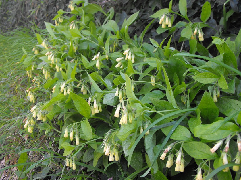 Symphytum tuberosum subsp. angustifolium / Consolida a foglie strette