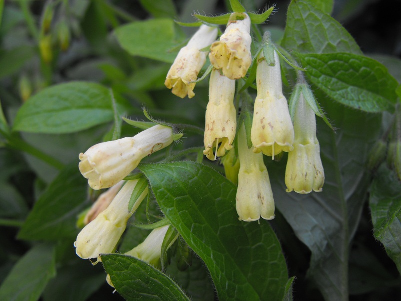 Symphytum tuberosum subsp. angustifolium / Consolida a foglie strette