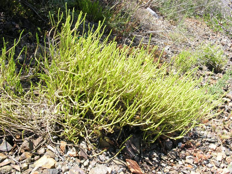 Crassula muscosa / Crassula muschiosa