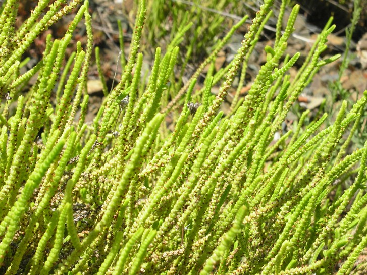 Crassula muscosa / Crassula muschiosa