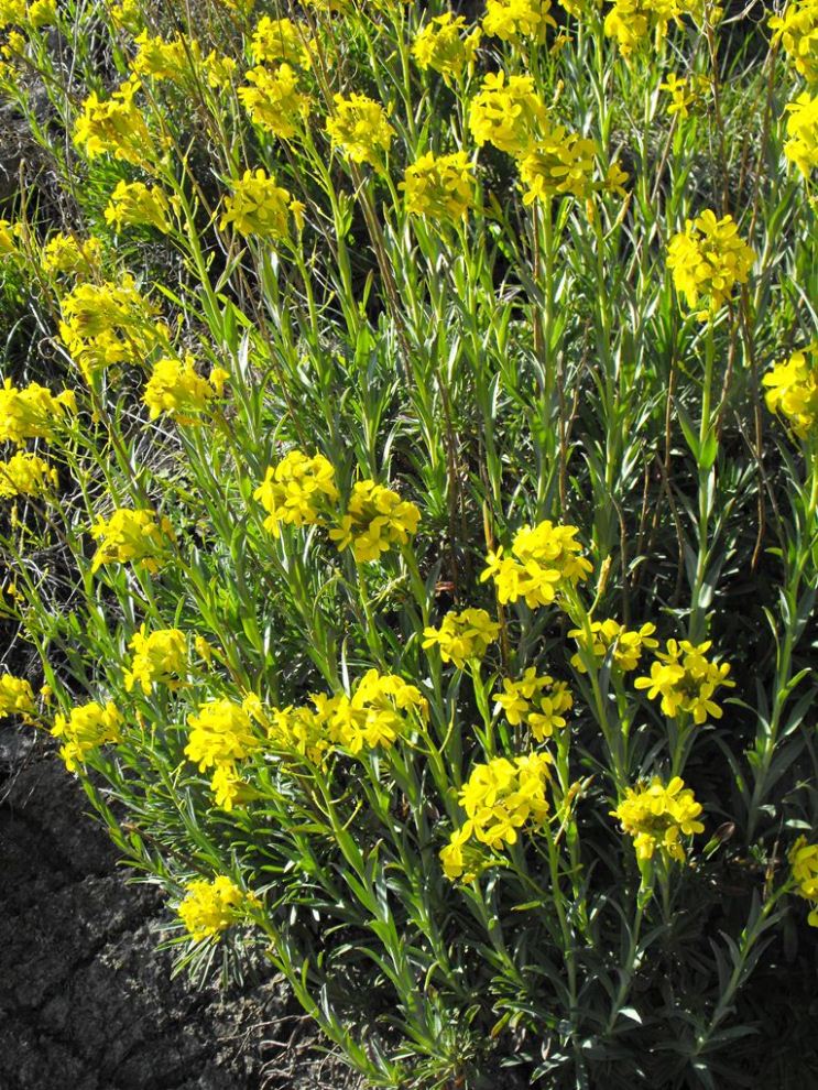 Alyssoides utriculata (L.) Medik