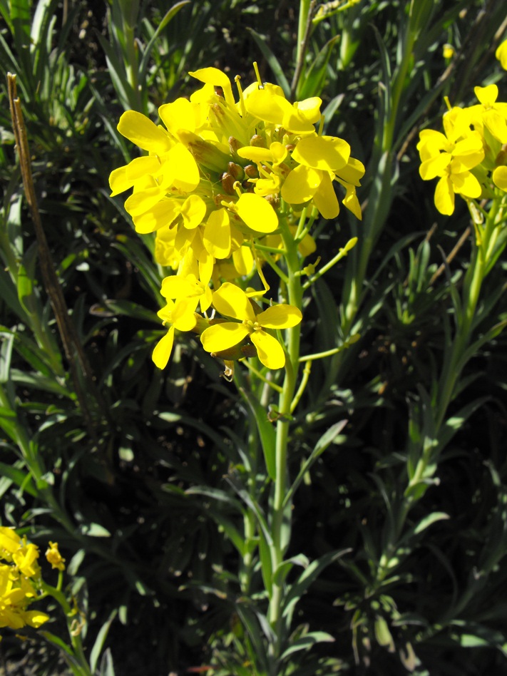 Alyssoides utriculata (L.) Medik