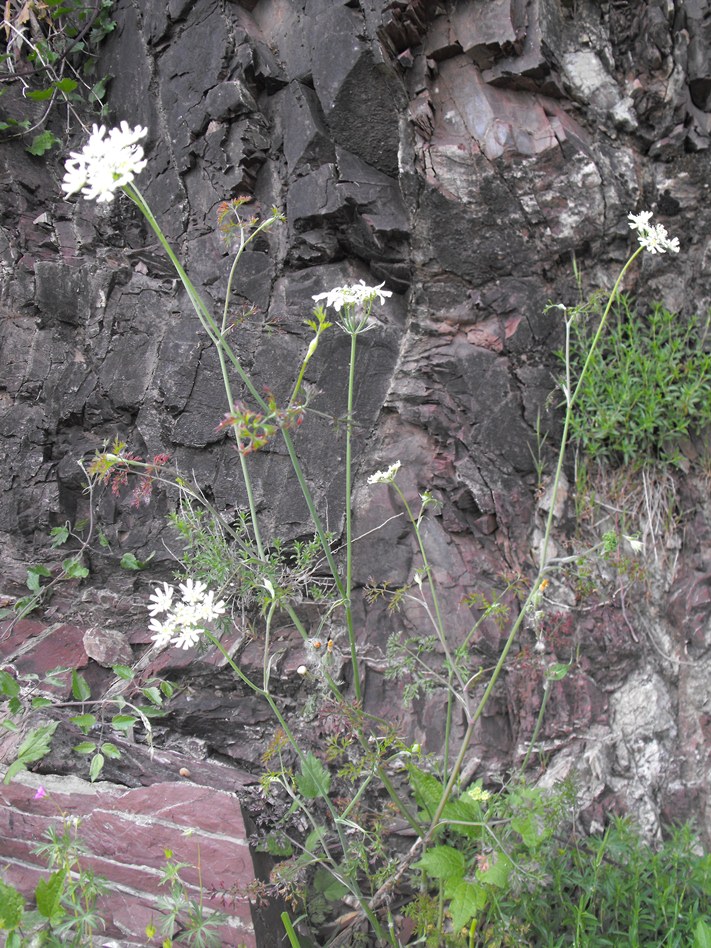 Orlaya grandiflora