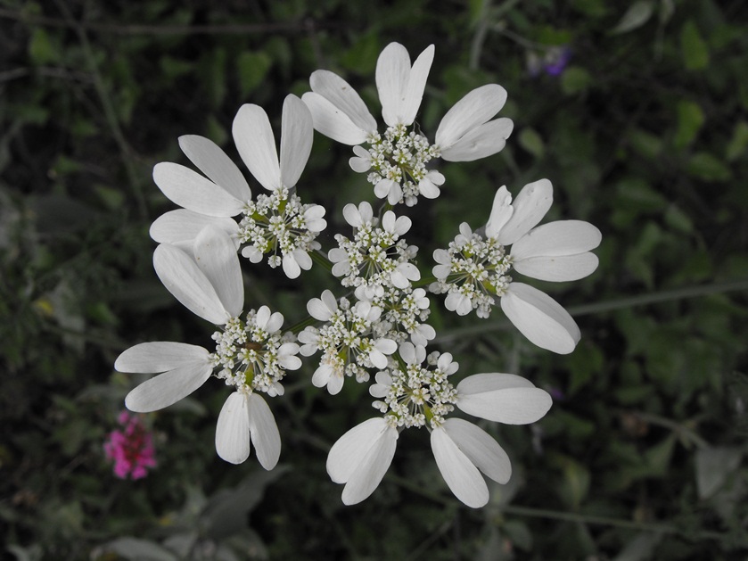 Orlaya grandiflora