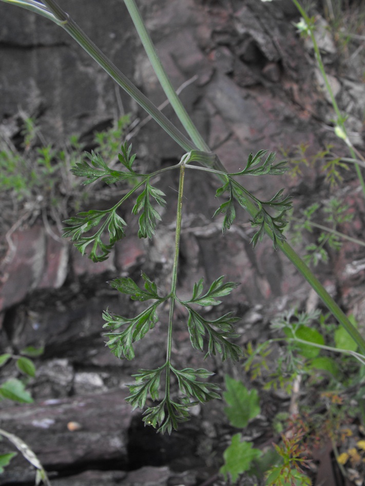 Orlaya grandiflora