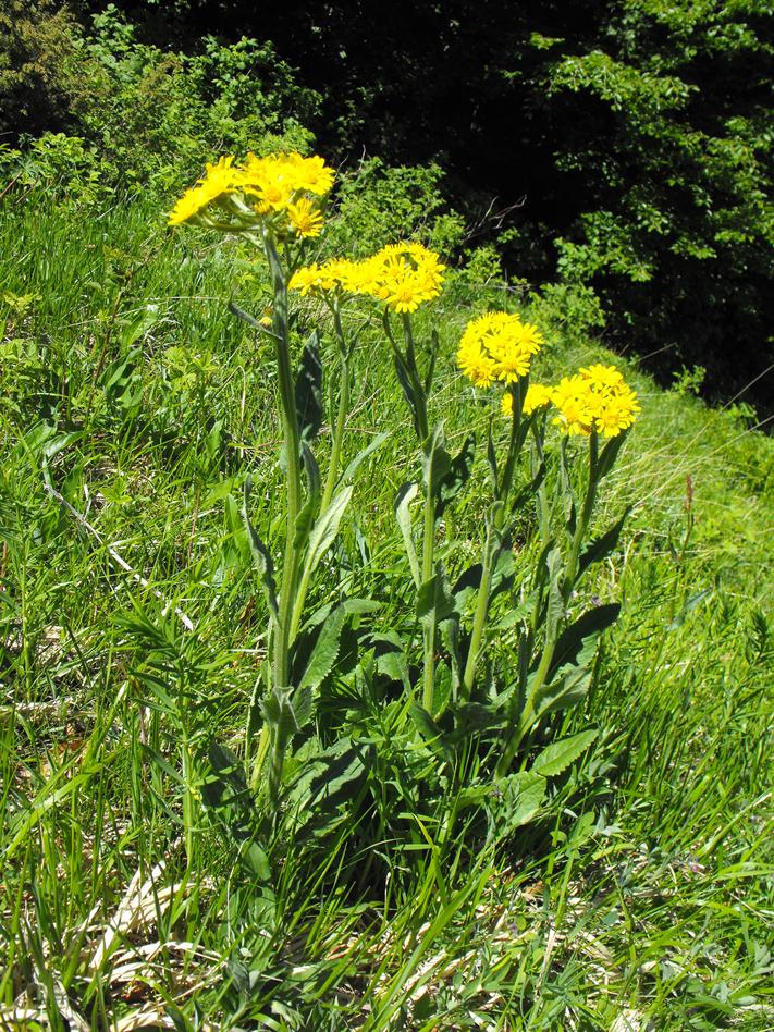 Tephroseris italica Holub / Senecio italico