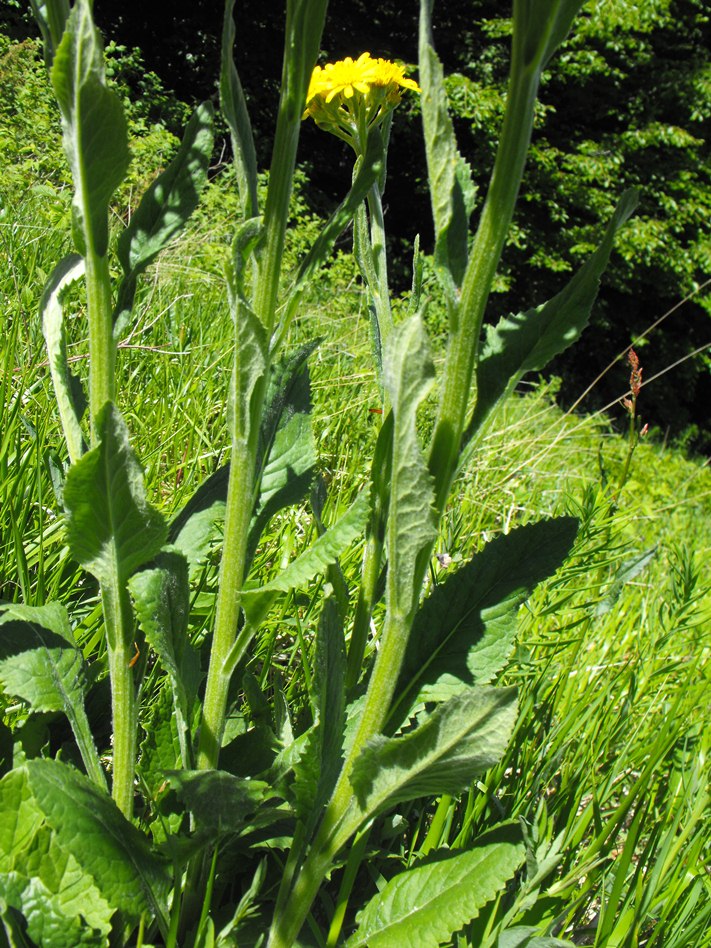 Tephroseris italica Holub / Senecio italico