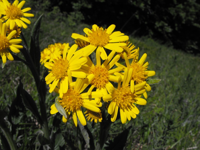 Tephroseris italica Holub / Senecio italico