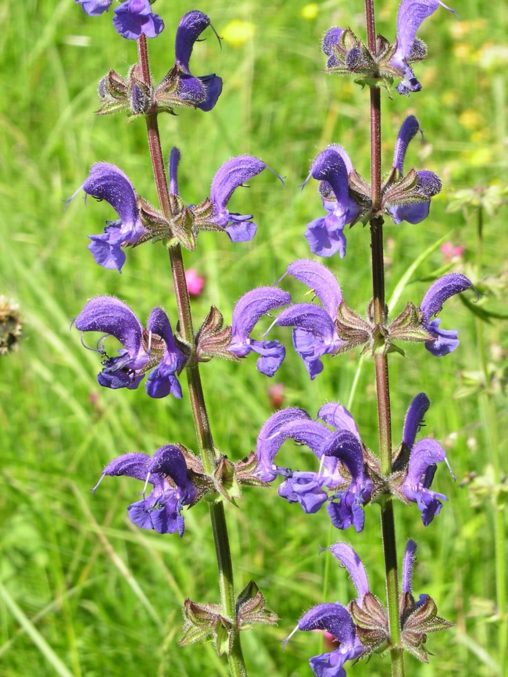 Salvia quale? - Salvia pratensis