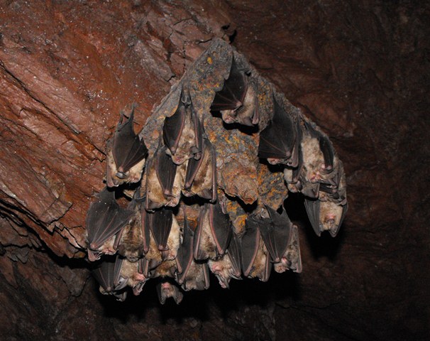 Pipistrelli (Rhinolophus sp.) in gruppo