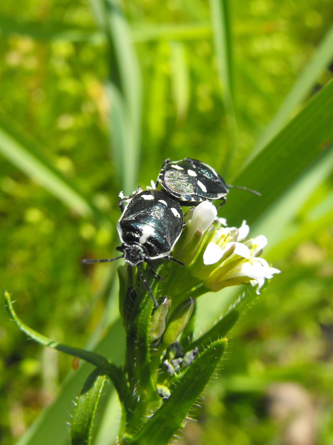 Pentatomidae: Eurydema oleracea dei dintorni di Genova