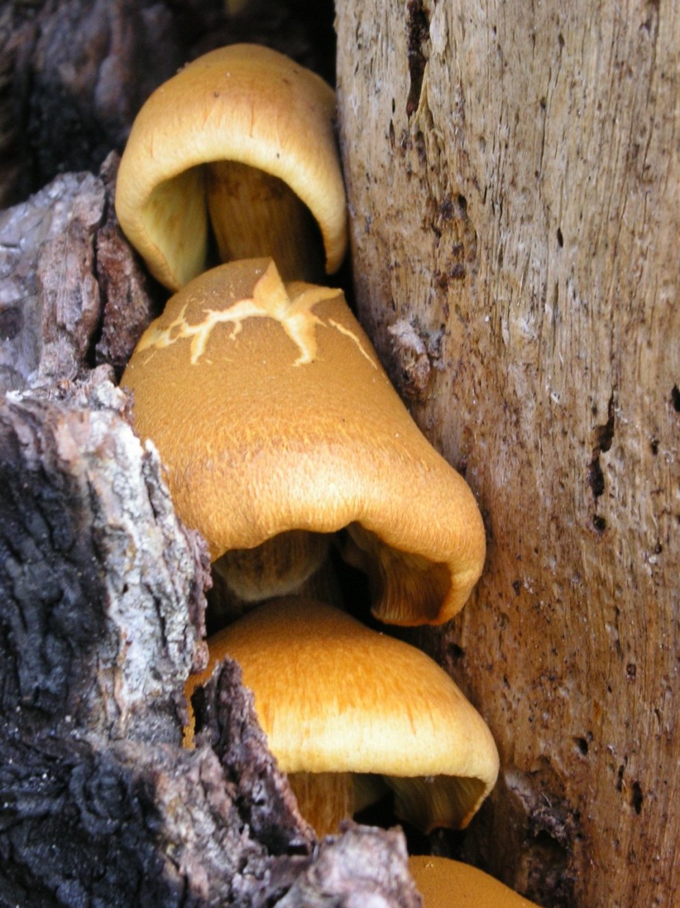 Gymnopilus junonius?