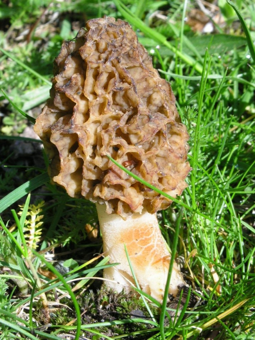 Morchella? Quale?