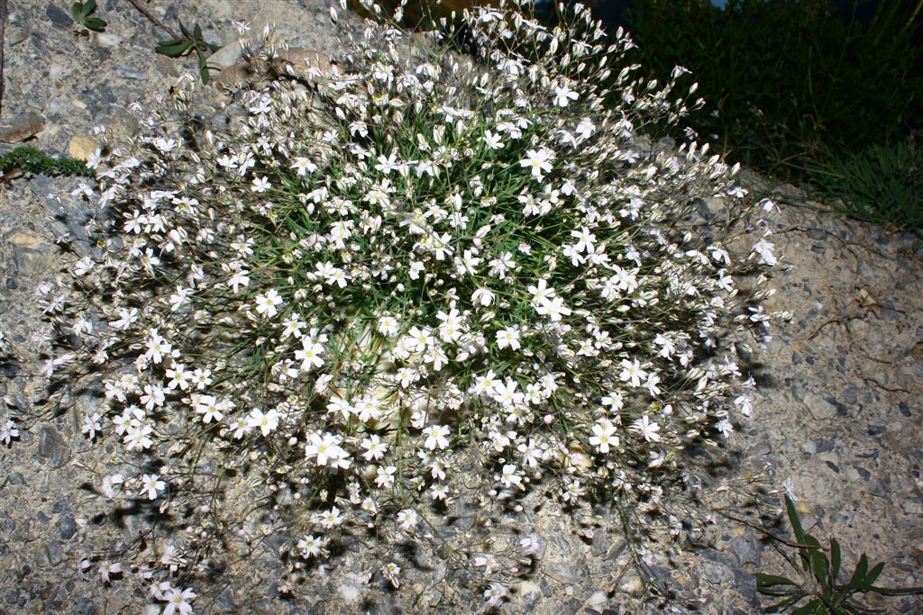 Silene rupestris