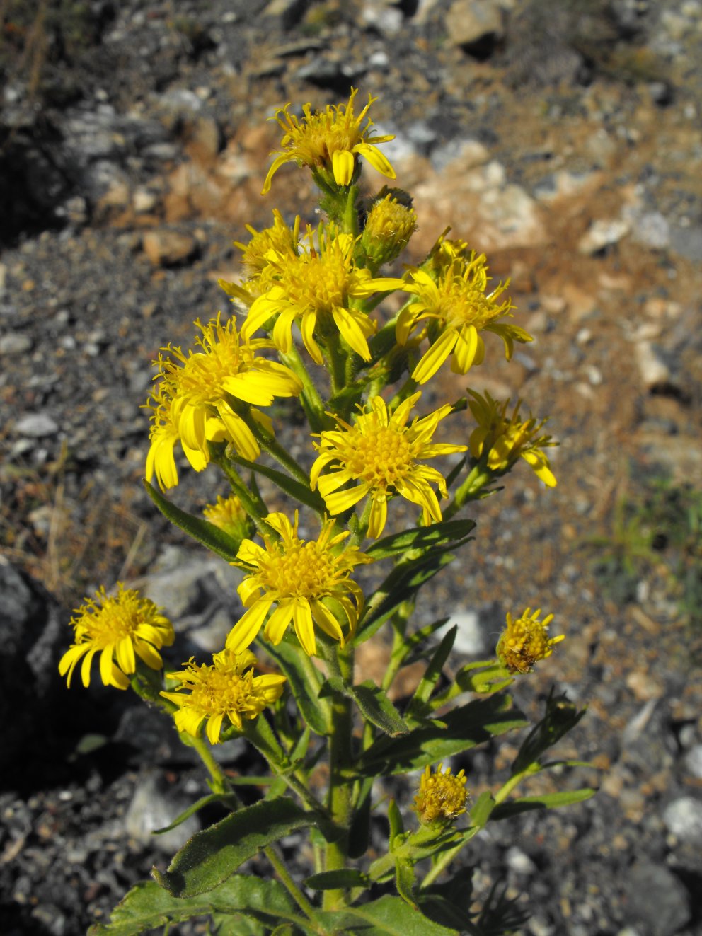 Dittrichia viscosa