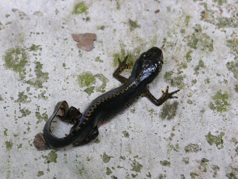 Che tritone ? - Ichthyosaura alpestris apuana