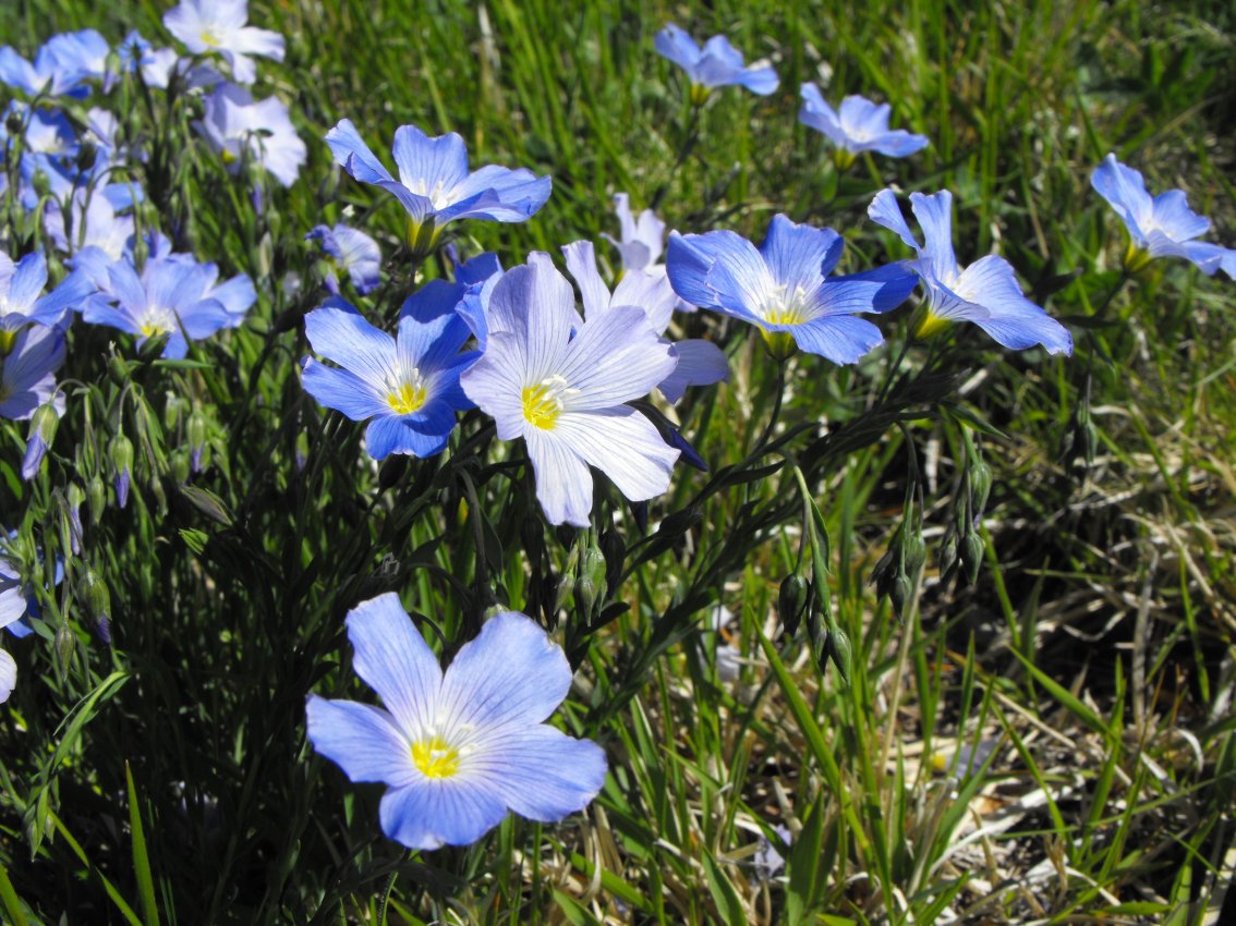 Linum alpinum / Lino celeste