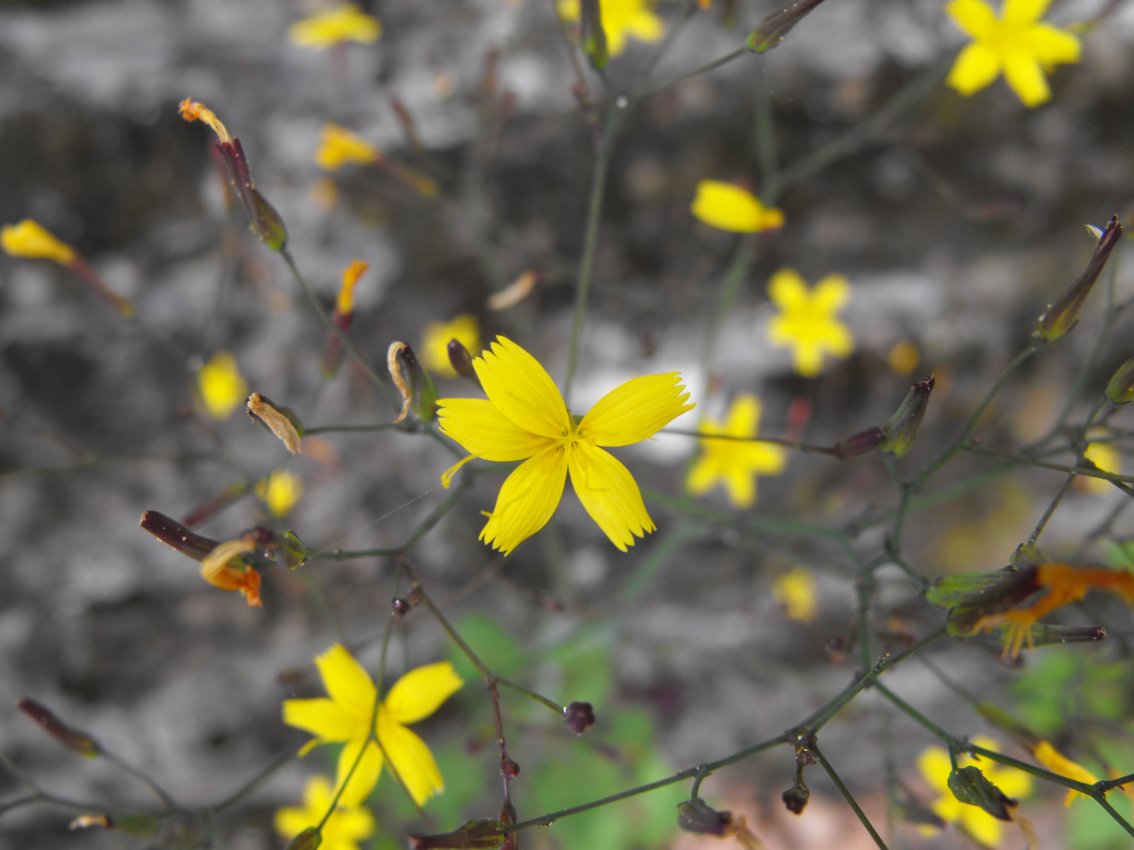 Mycelis muralis (=Lactuca muralis) / Lattuga dei boschi