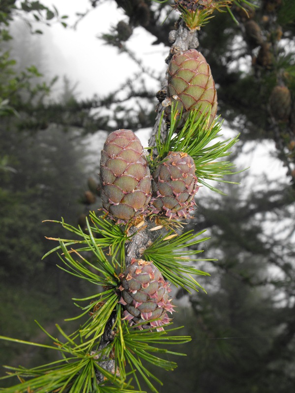 Larix decidua / Larice comune