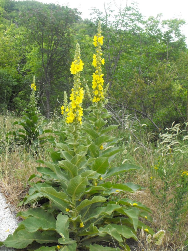 Verbascum thapsus / Tasso-barbasso