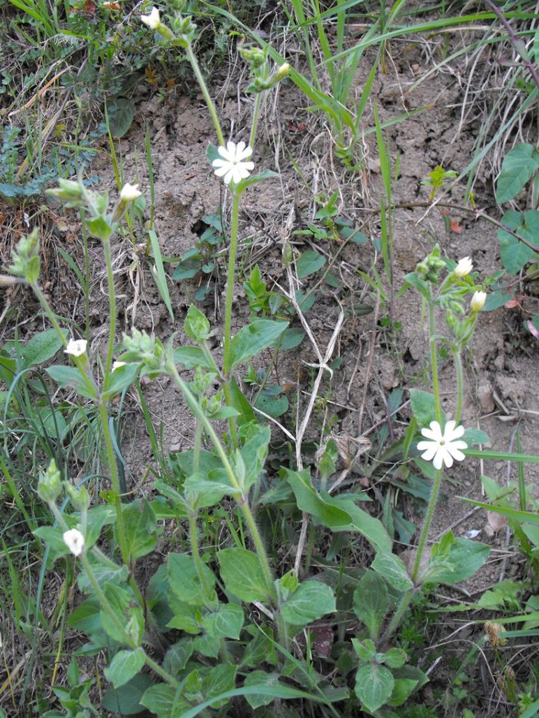 Silene latifolia (=Silene alba) / Silene bianca