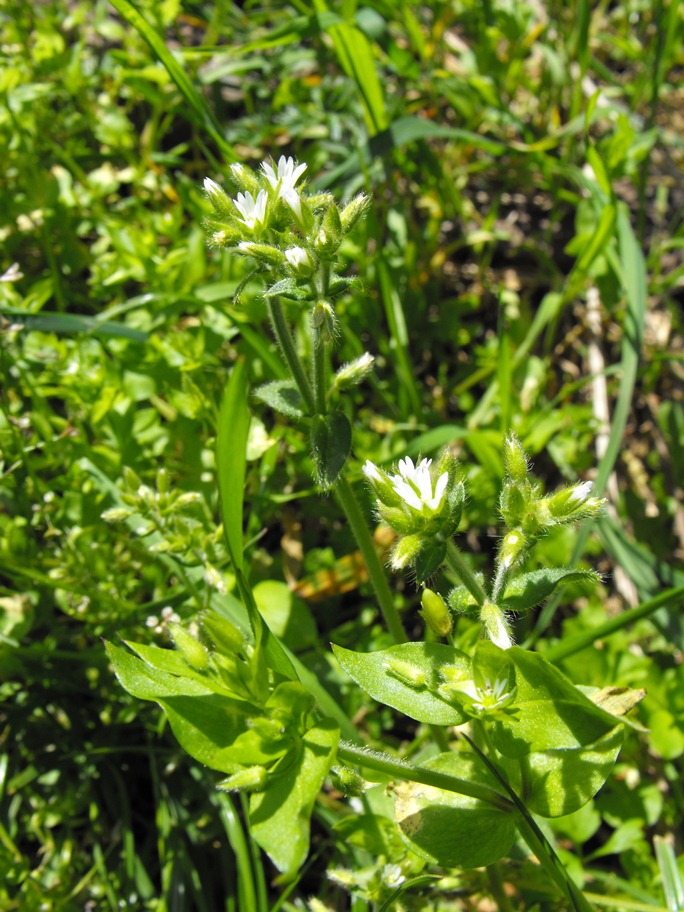 Cerastium glomeratum