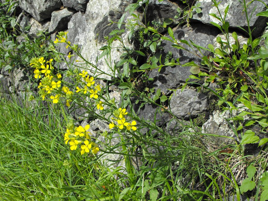 Erysimum rhaeticum