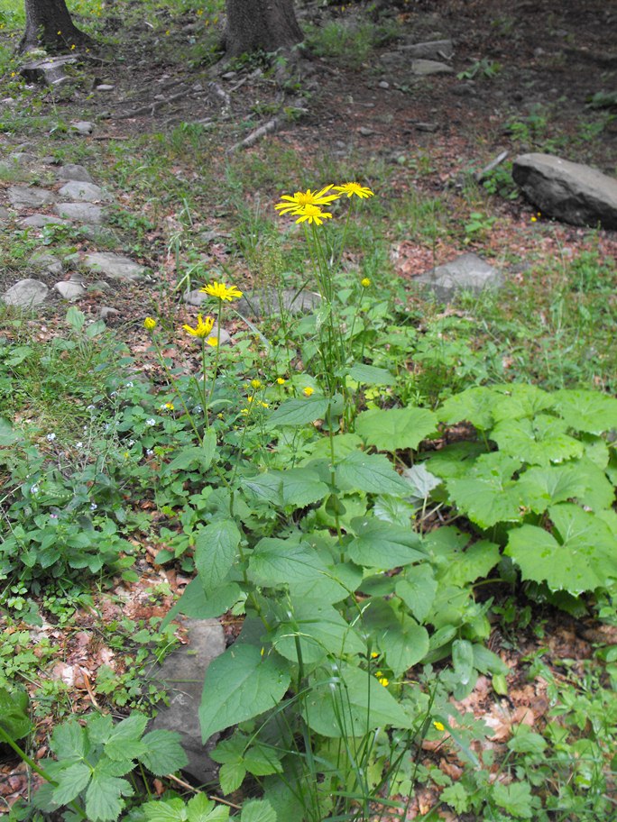 Doronicum austriacum / Doronico austriaco