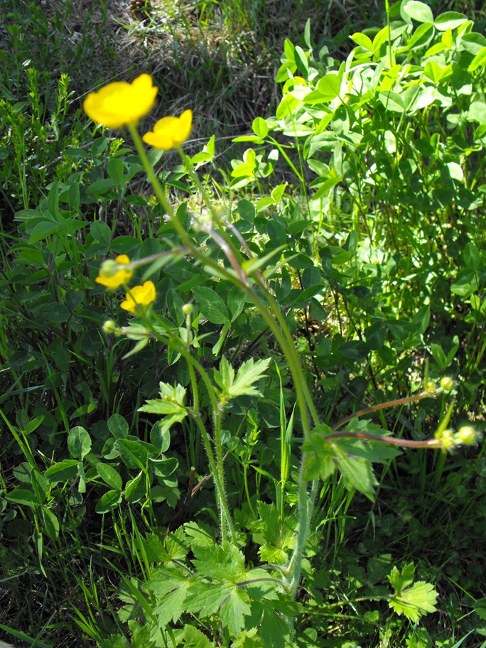 Ranunculus da determinare