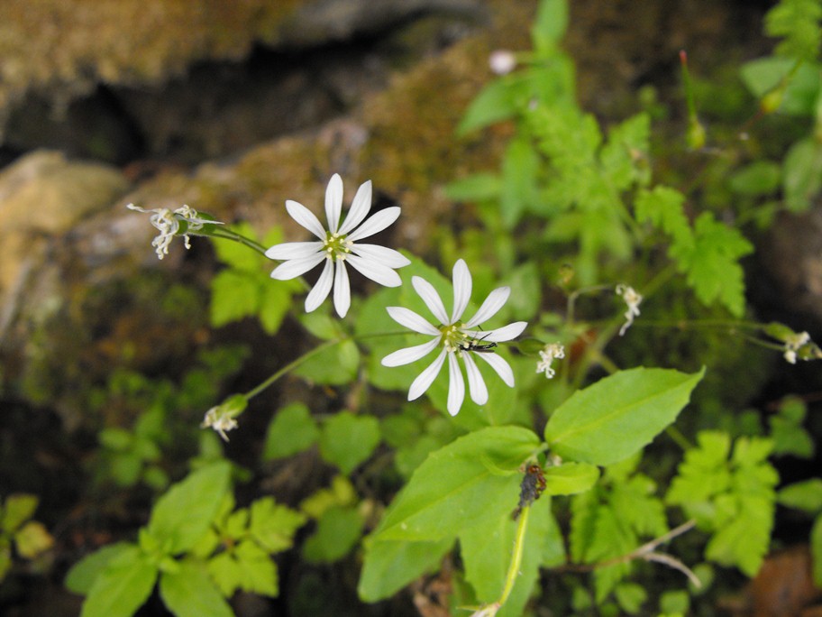 Stellaria nemorum / Centocchio dei boschi