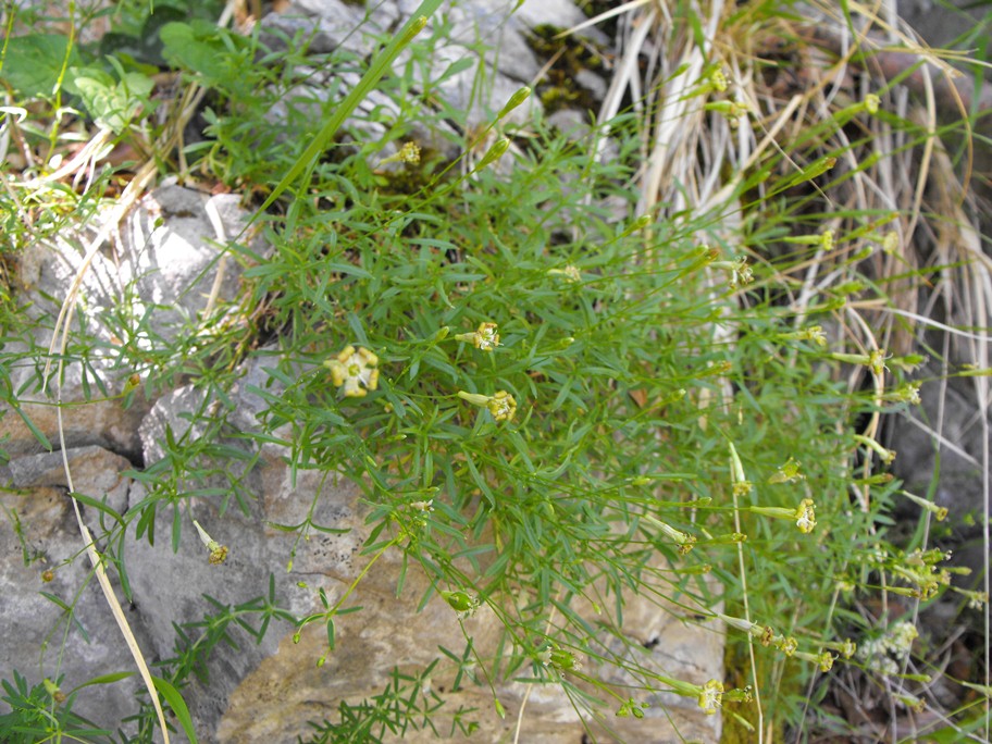 Silene saxifraga