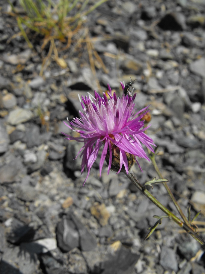 Centaurea scabiosa