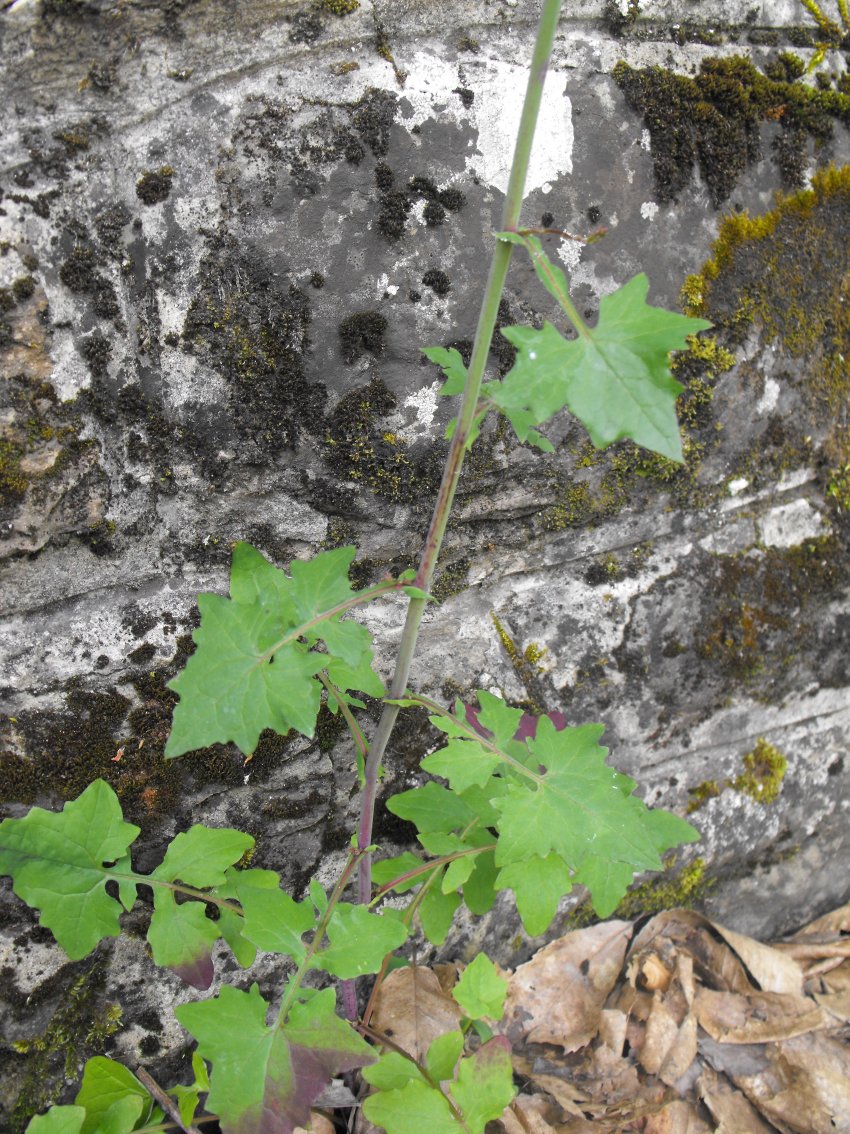 Mycelis muralis (=Lactuca muralis) / Lattuga dei boschi