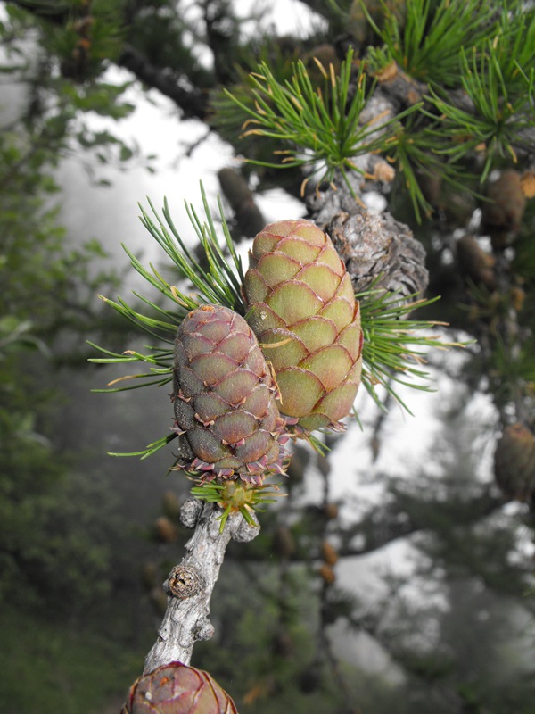 Larix decidua / Larice comune