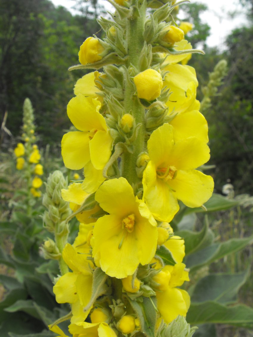 Verbascum thapsus / Tasso-barbasso