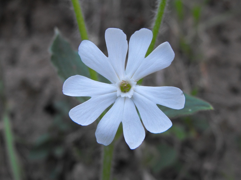 Silene latifolia (=Silene alba) / Silene bianca