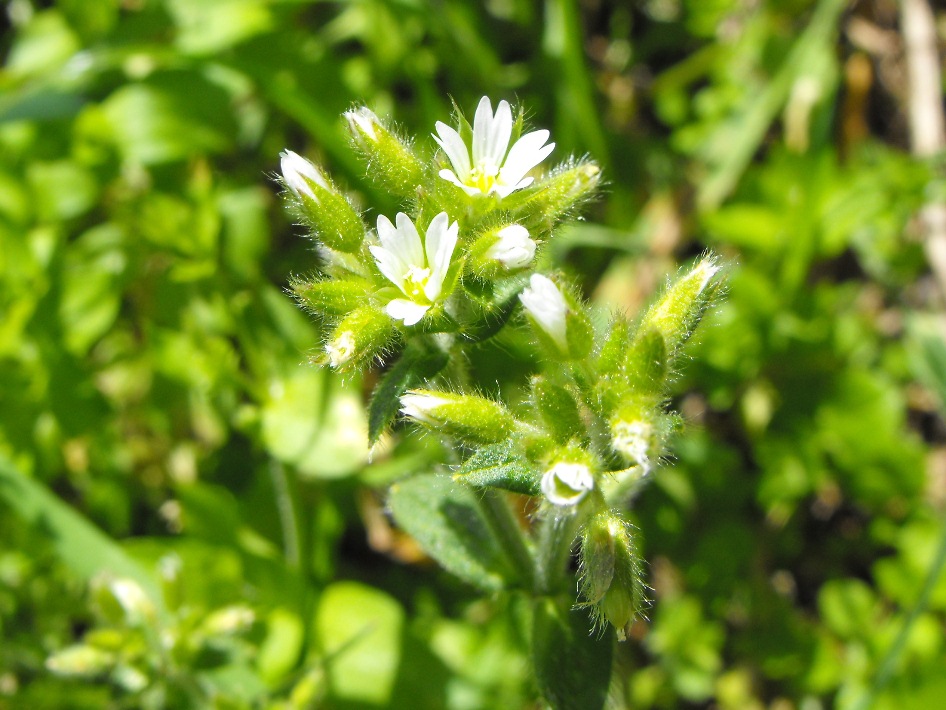 Cerastium glomeratum