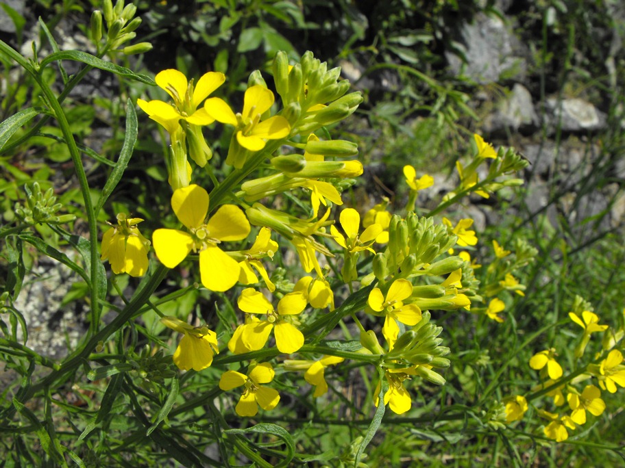 Erysimum rhaeticum