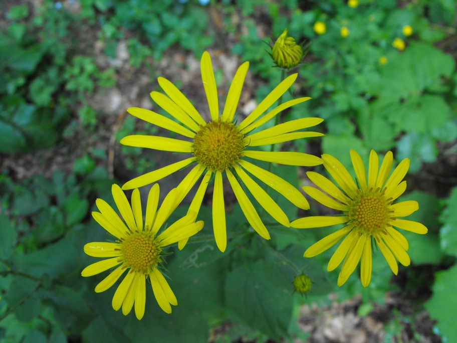 Doronicum austriacum / Doronico austriaco