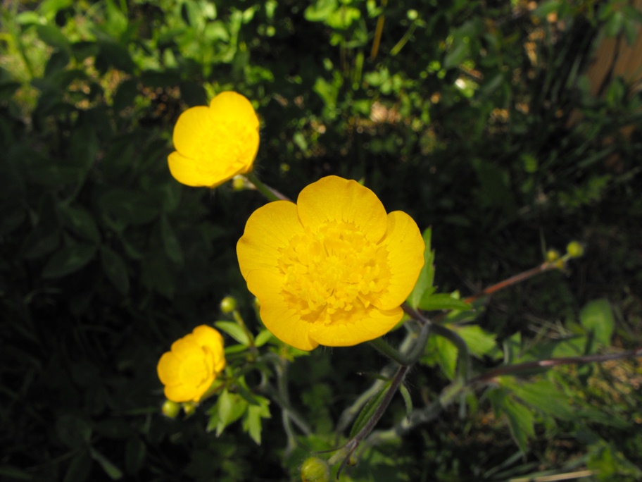 Ranunculus da determinare