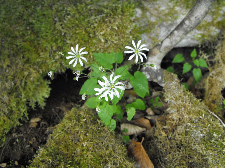 Stellaria nemorum / Centocchio dei boschi